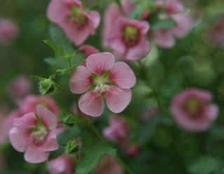 Anisodontea Anisodontea