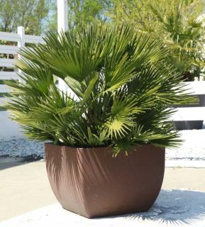 Chamaerops-humilis-en-pot Chamaerops humilis en pot