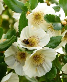 Eucryphia Eucryphia culture plantation