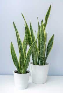 Sansevieria-langue-de-belle-mere Sansevieria - langue de belle mere