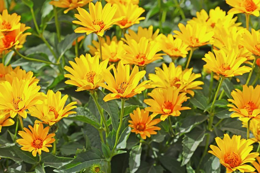 Topinambour-plante Topinambour plante
