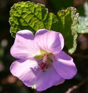 anisodontea-en-fleur Anisodontea en fleur