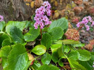 bergenia bergenia en fleur