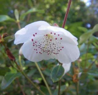 eucryphia-en-fleur eucryphia en fleur