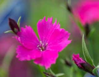 oeillet-dianthus oeillet