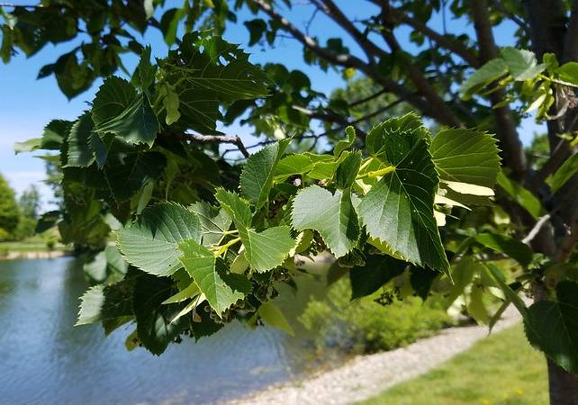 tilleul Grand tilleul isolé au jardin