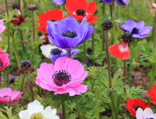 Anemone-coronaria-caen Anemone coronaria - Anémone de Caen ou des fleuristes