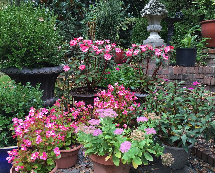 Plantes-ombre - Plantes d’ombre pour fleurir vos massifs ombragés