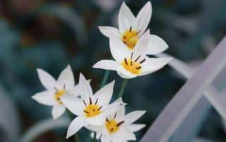 Tulipa_sylvestris_tulipe-botanique Tulipa_sylvestris_tulipe botanique