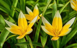 Tulipe-botanique-tarda Tulipe botanique tarda