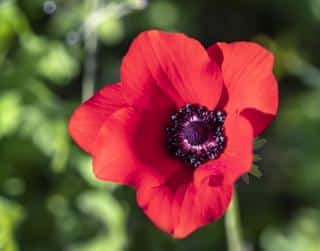 anemone-de-caen Anémone de Caen