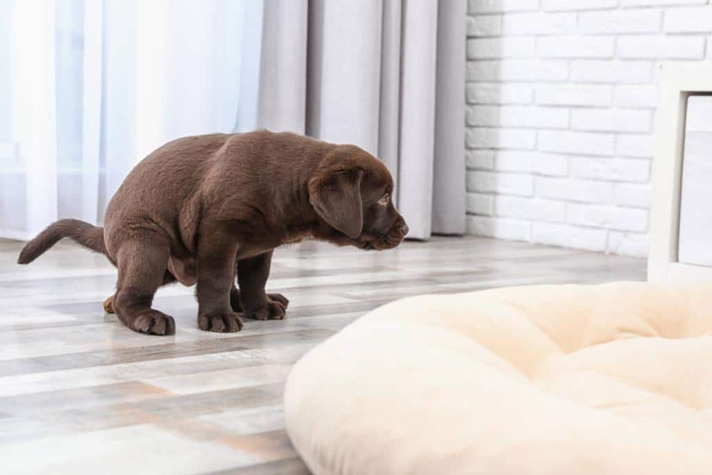 apprendre propreté chien chiot