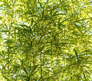 bambou-Pleioblastus bambou Pleioblastus