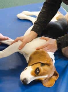 bienfaits-osteopathie-chien-canine bienfaits osteopathie chien canine