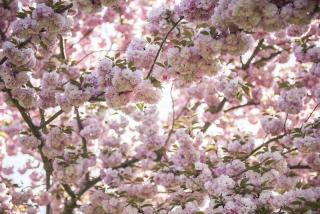 cerisier-a-fleurs cerisier a fleurs