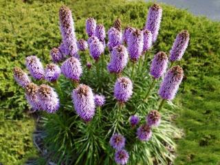 liatris-massif liatris massif