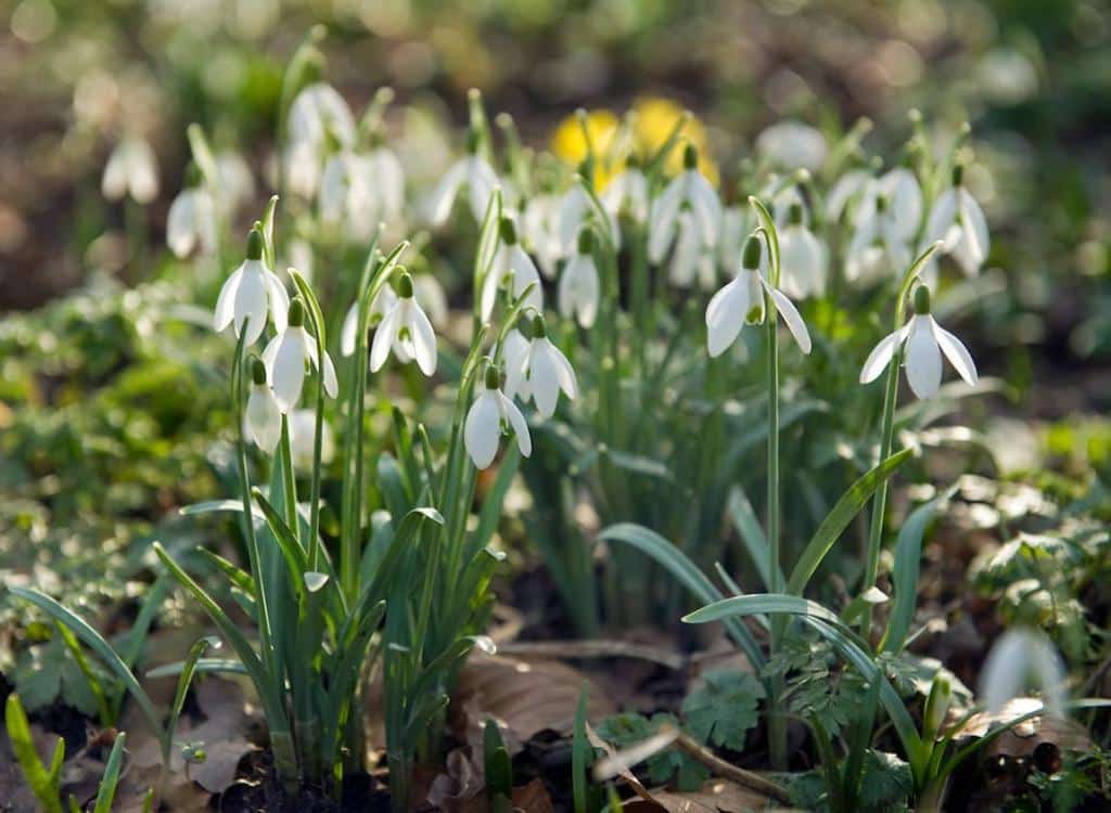 Perce-neige en fleur