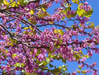 Arbre-de-judee-Cercis-siliquastrum Arbre de judée - Cercis siliquastrum