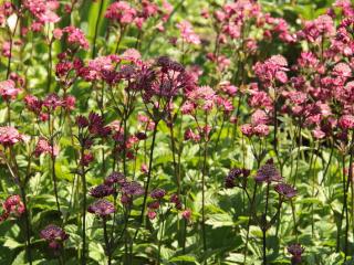 Astrantia-radiaire Radiaire