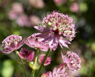 Astrantia-radiaire-fleur Astrantia radiaire fleur