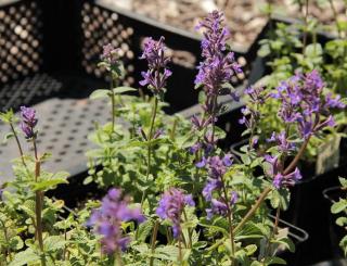 Cataire-en-fleur Cataire feuilles