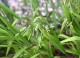 Chasmanthium-latifolium Chasmanthium latifolium