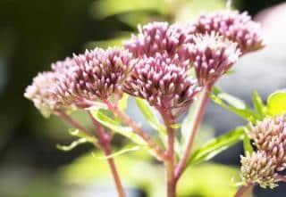 Eupatoire-Eupatorium-fleur Eupatoire Eupatorium fleur