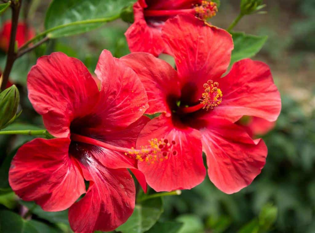 Hibiscus-rosa-sinensis-rose-de-chine - Hibiscus d’intérieur, une jolie plante tropicale à cultiver chez soi