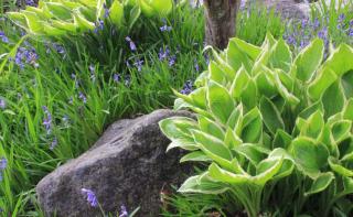 hosta en fleur Hosta en massif à l'ombre