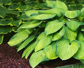 Hosta-plante Hosta plante
