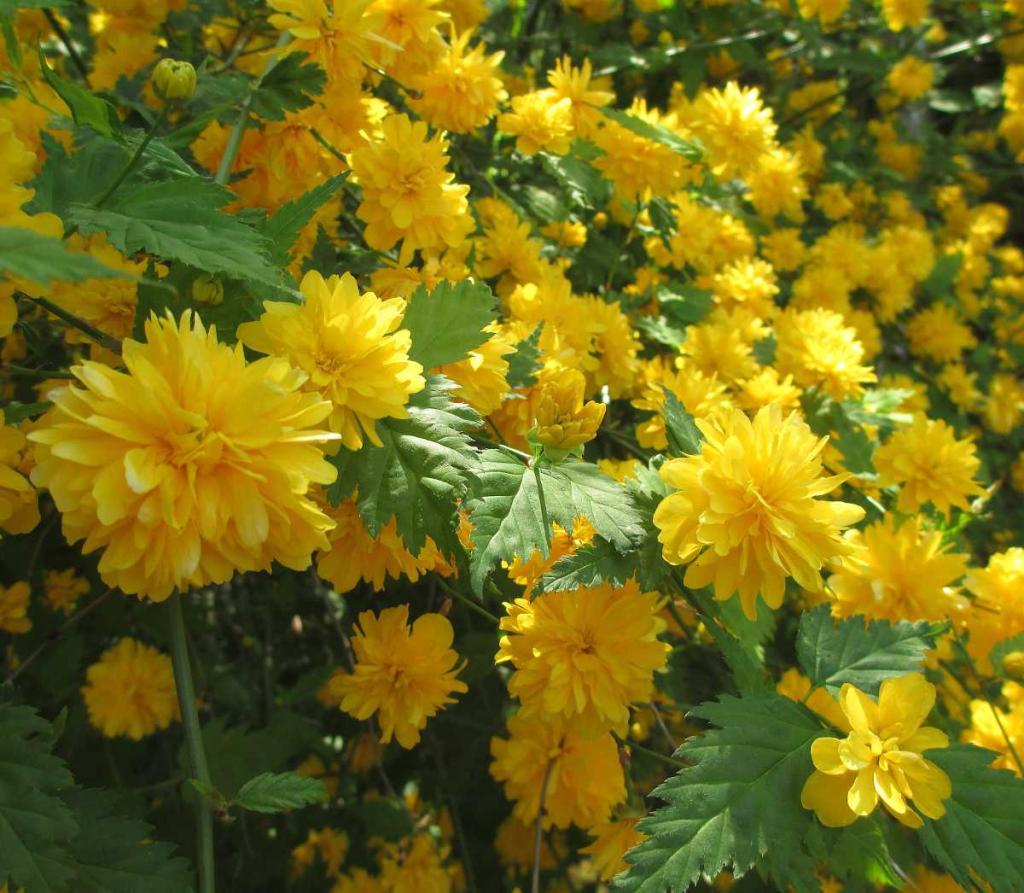 Kerria-japonica-corete-du-japon - Kerria japonica, la corête du Japon
