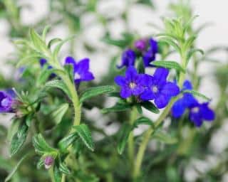 Lithodora-diffusa-gremil Lithodora diffusa - Gremil