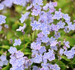 Omphalodes-cappadocica Omphalodes cappadocica