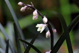 Ophiopogon-fleur Ophiopogon fleur