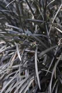 Ophiopogon-planiscapus Ophiopogon planiscapus