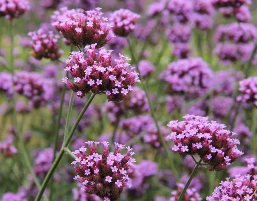 Verbena bonariensis verveine de Buenos Aires Verbena bonariensis ou verveine de Buenos Aires en fleurs