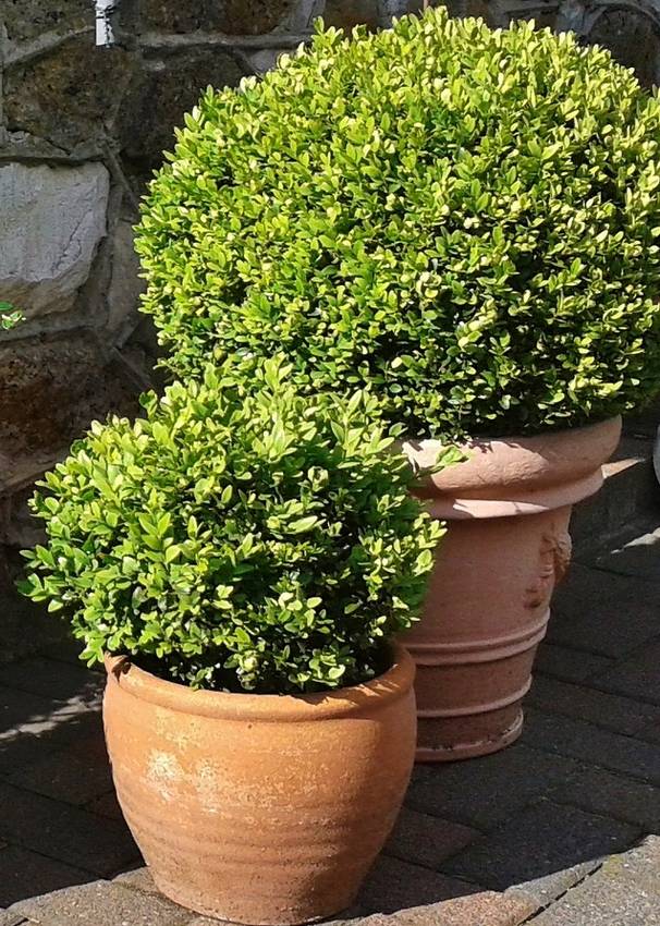 Plantation du buis en pot