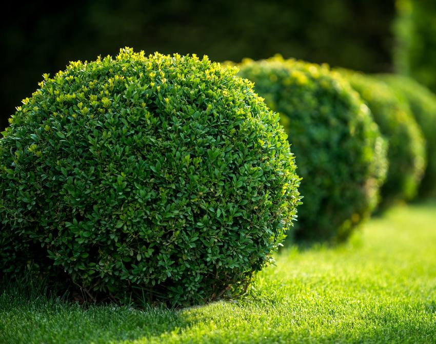 Buis en boule dans un jardin