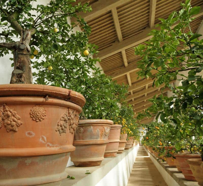 citronnier-en-pot-en-hiver-sous-serre Agrumes en pot en hiver sous serre