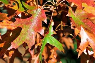 feuille-de-Quercus-coccinea-chene-ecarlate feuille de Quercus coccinea chene ecarlate