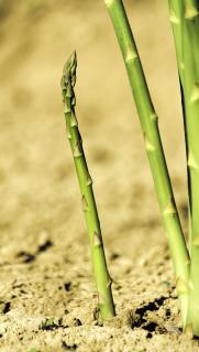 recolte-asperge recolte asperge