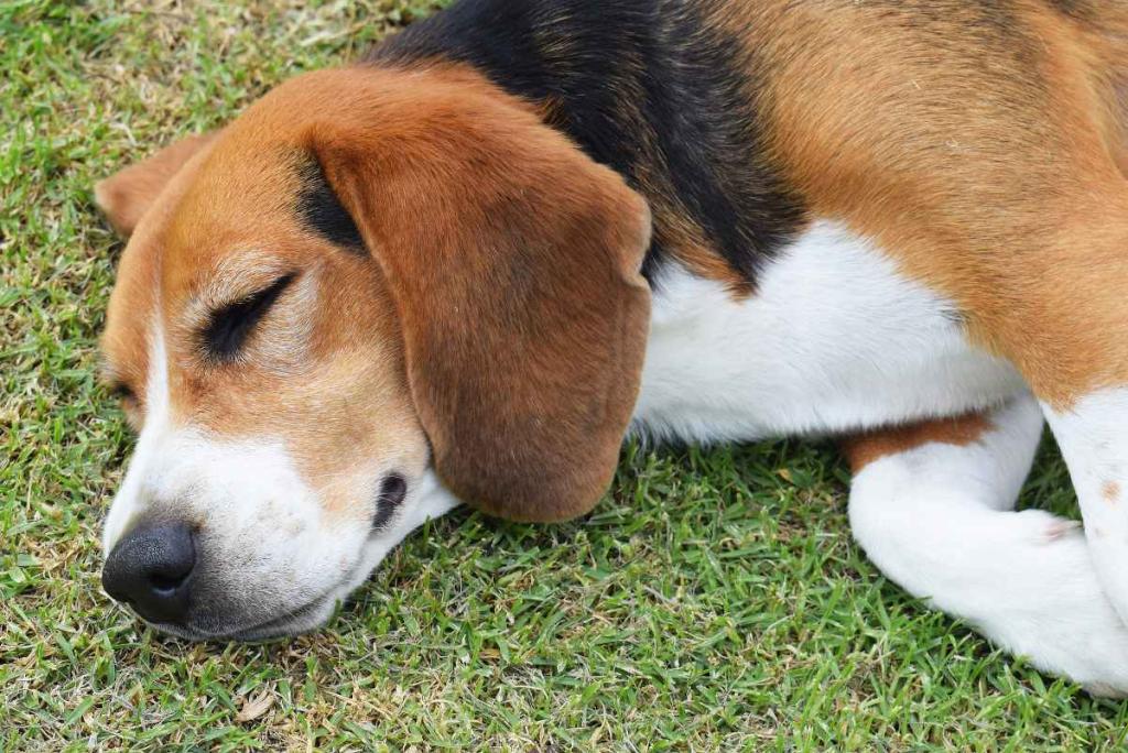 sommeil chien duree temps repos
