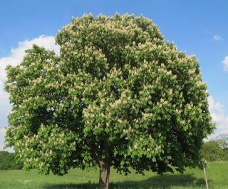 Amenager-grand-jardin-arbres Amenager grand jardin arbres