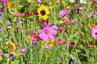 Amenager-grand-jardin-faible-entretien Amenager grand jardin faible entretien