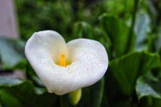 Arum-plante-toxique Arum plante toxique