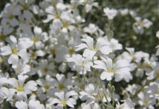 Cerastium-ceraiste Cerastium ceraiste