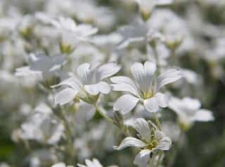Cerastium-ceraiste-en-fleur Cerastium ceraiste en fleur