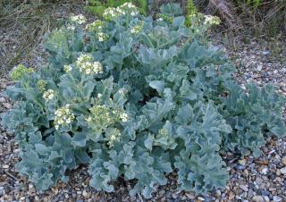 Crambe-maritima-Chou-marin Crambe maritima - Chou marin