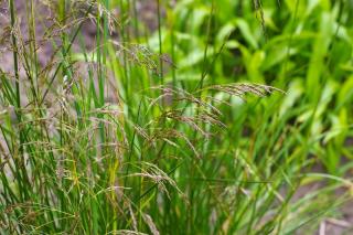 Deschampsia-cespitosa-canche-cespiteuse Deschampsia cespitosa - canche cespiteuse