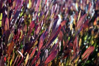 Dodonaea-Viscosa-Purpurea Dodonaea Viscosa 'Purpurea'